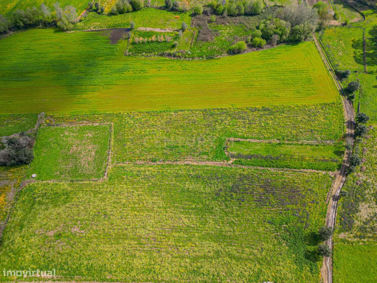 Terreno Agrícola plano, com 4.900m², em Curvos - Grande imagem: 5/16