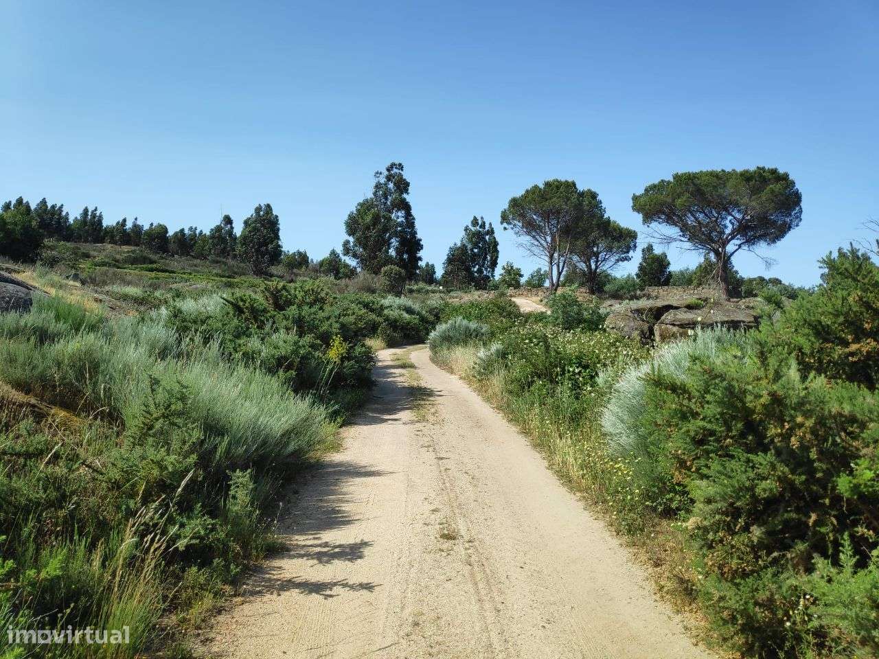 Fantástica Quinta com 3 Hectares - Grande imagem: 5/24