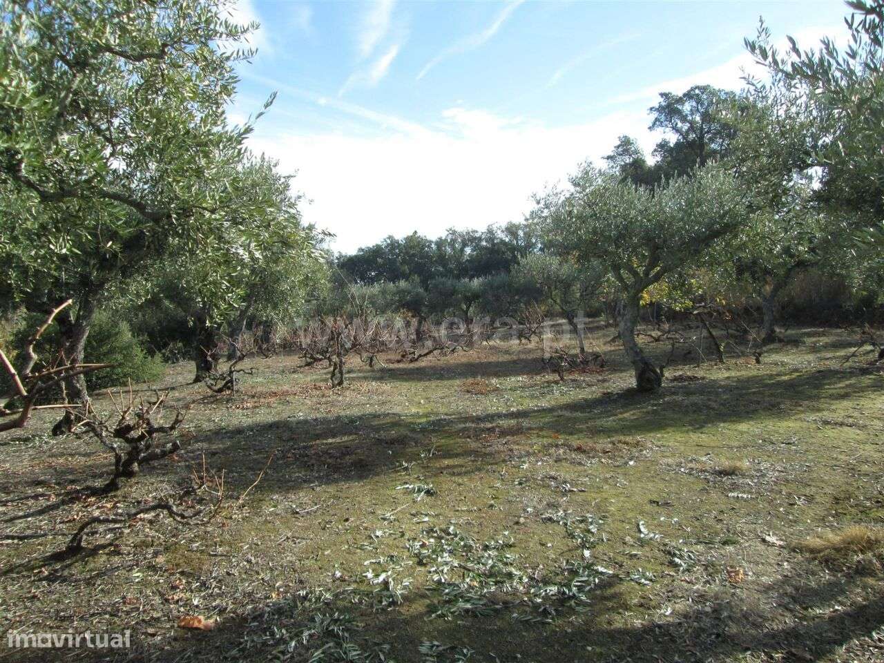Quinta / Fundão, Telhado - Grande imagem: 5/8