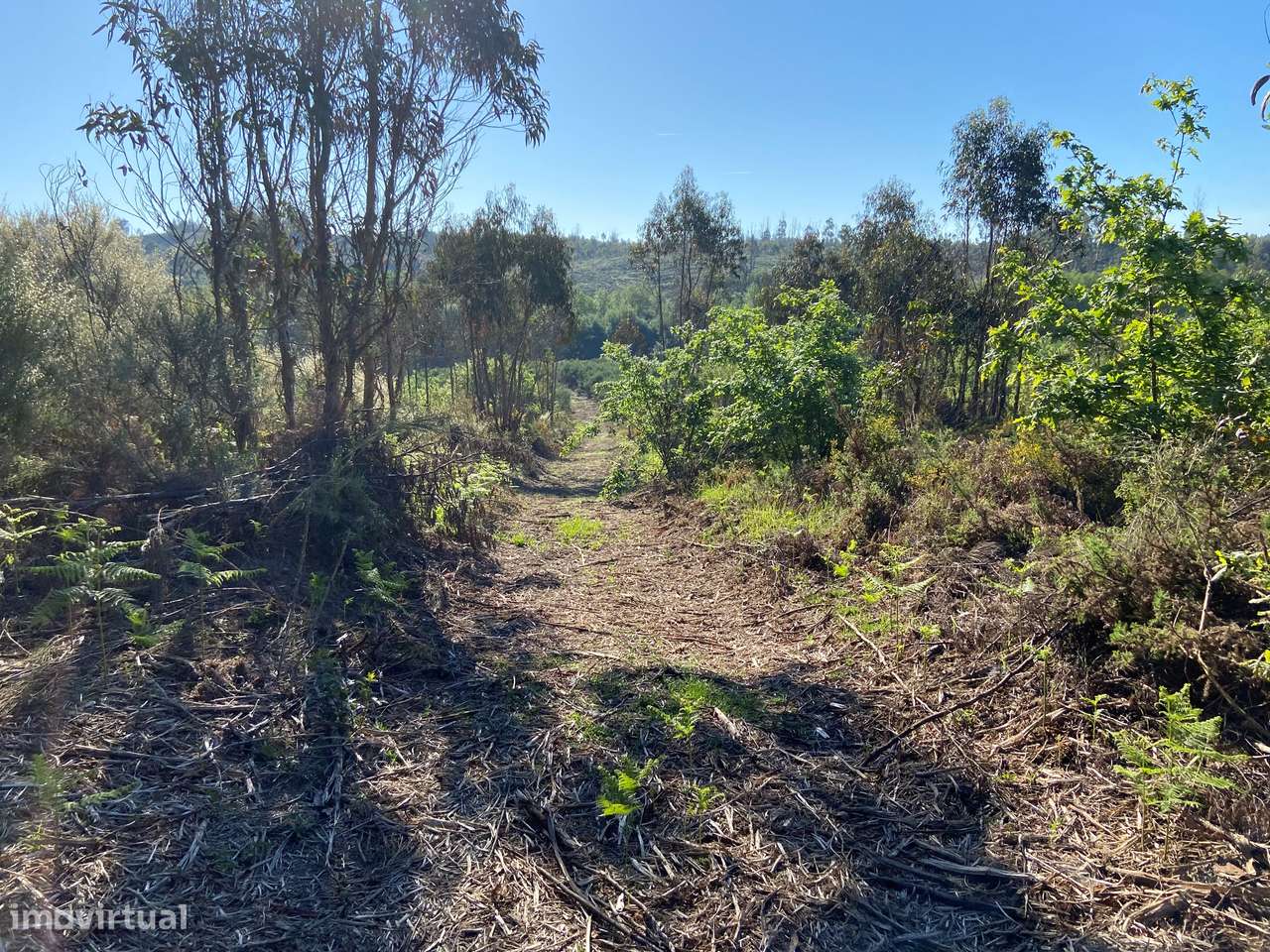 Terreno, Viseu, Tondela, Tonda-8