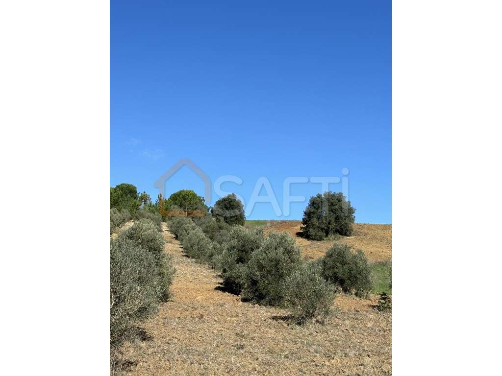 Terreno Com Oliveiras Arruda dos Pisões - Grande imagem: 2/4