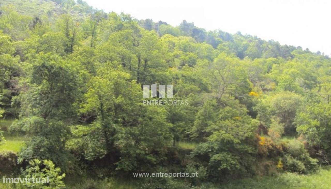 Venda Terreno, Tendais, Cinfães - Grande imagem: 4/27