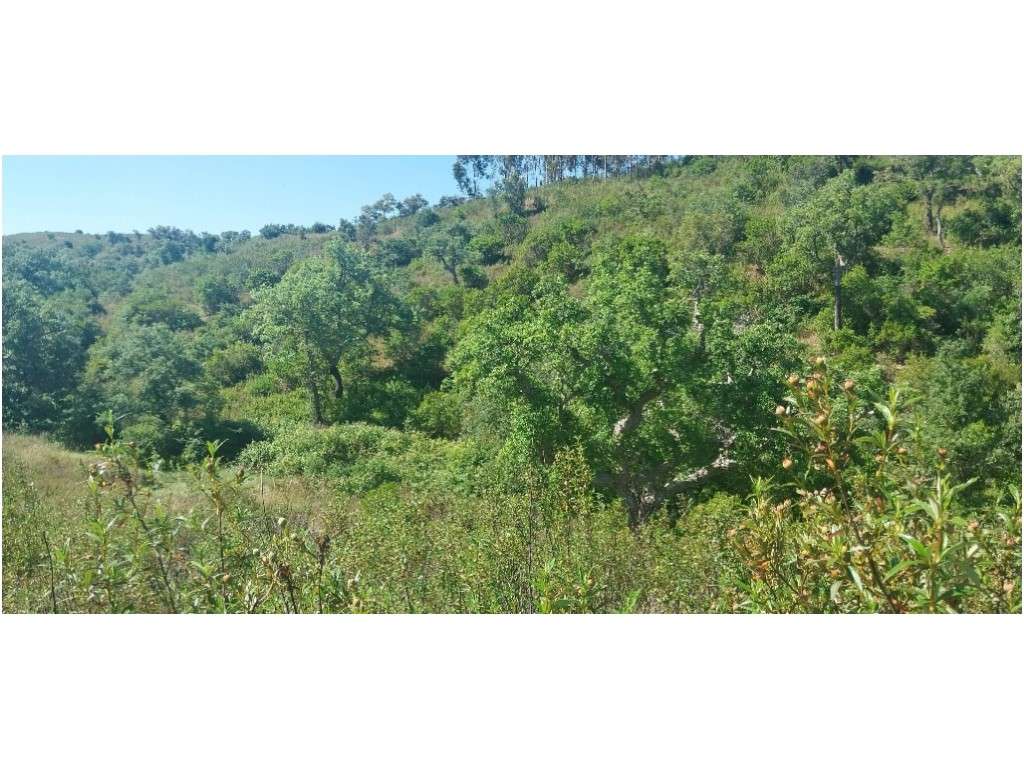 TERRENO RÚSTICO (7,725ha)-13