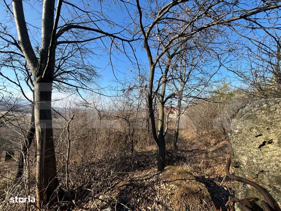 Teren intravilan de vanzare, 17700 mp Zalau - Imagine principală: 3/3