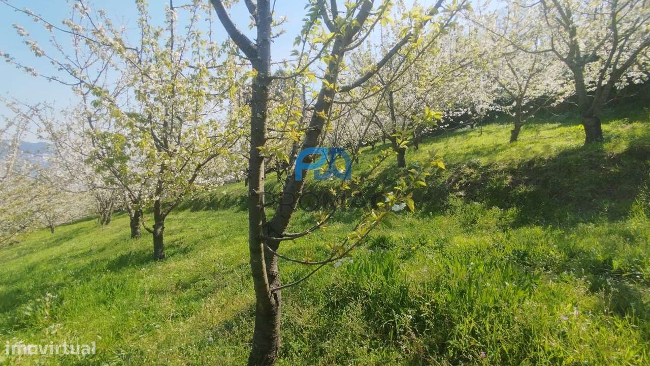 Quinta do Valado- Excelente Investimento em Resende-9