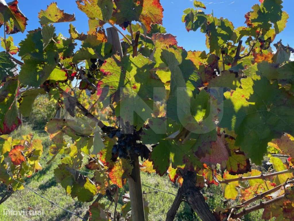 Terreno Agrícola Sustentável com Certificação Biológica em Orjais, ...-17