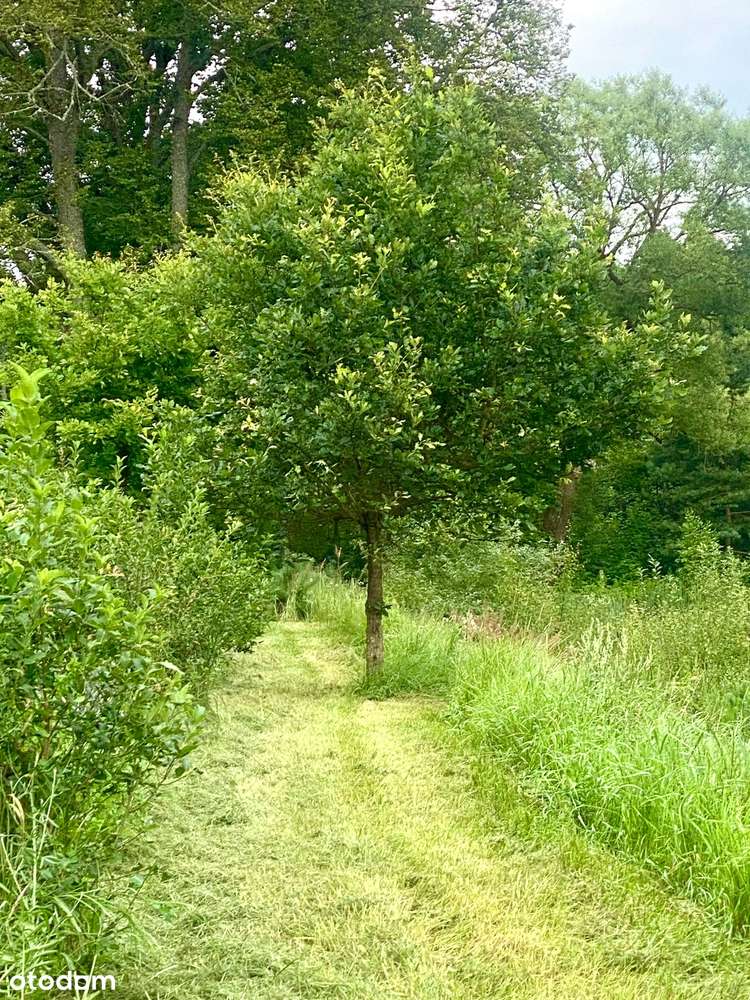 Działka siedliskowa z wydanymi warunkami zabudowy + stawy rybne-19