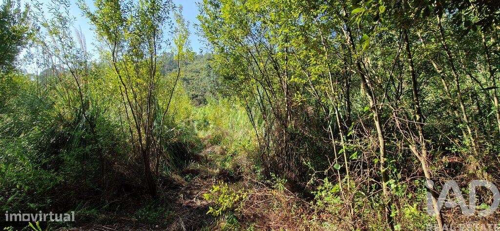 Terreno em Carvoeira de 2187,00 m2 - Grande imagem: 5/19