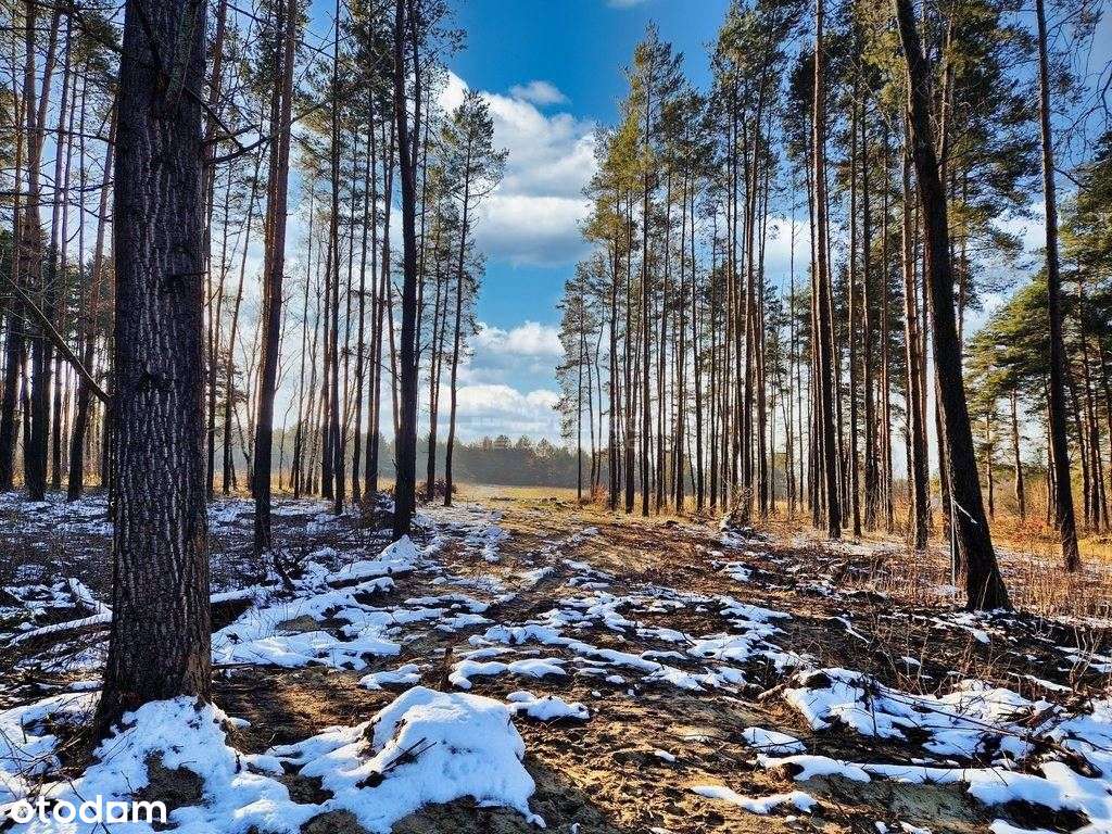 Działka Budowlana 912 m² – Woda, Prąd – Przybynów, - Pełny obrazek: 5/9