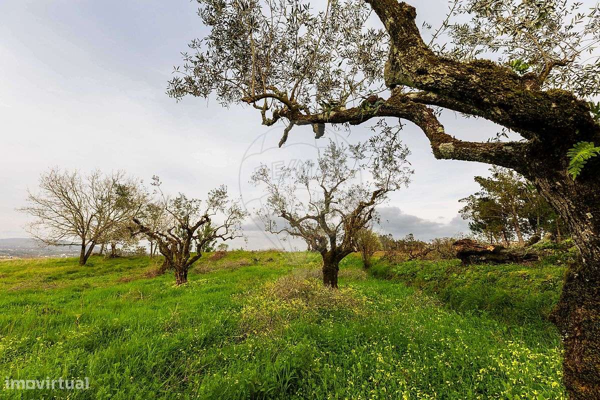 Terreno  para venda - Grande imagem: 3/19