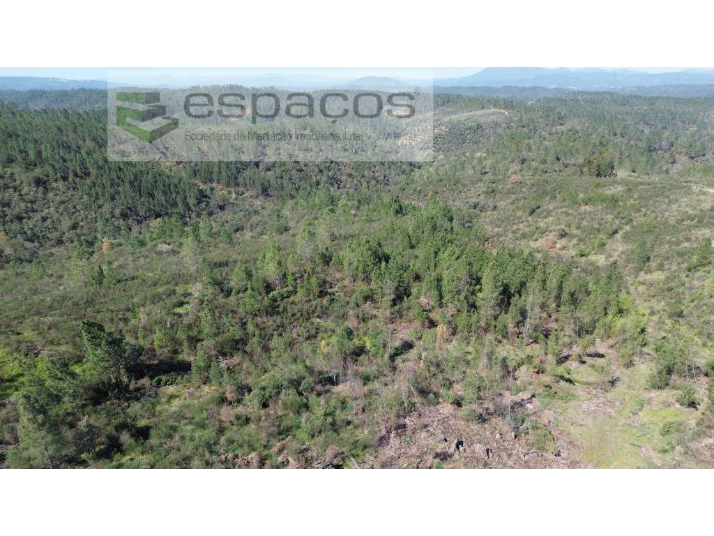 Terreno com azinheiras e pinhal - Salgueiro do Campo - Grande imagem: 5/7