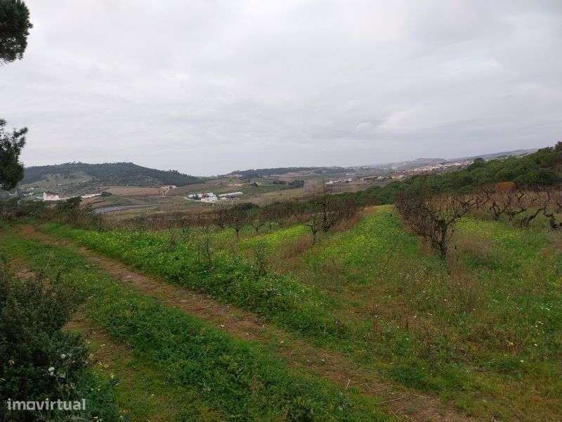 Terreno com árvores fruto - Grande imagem: 4/8