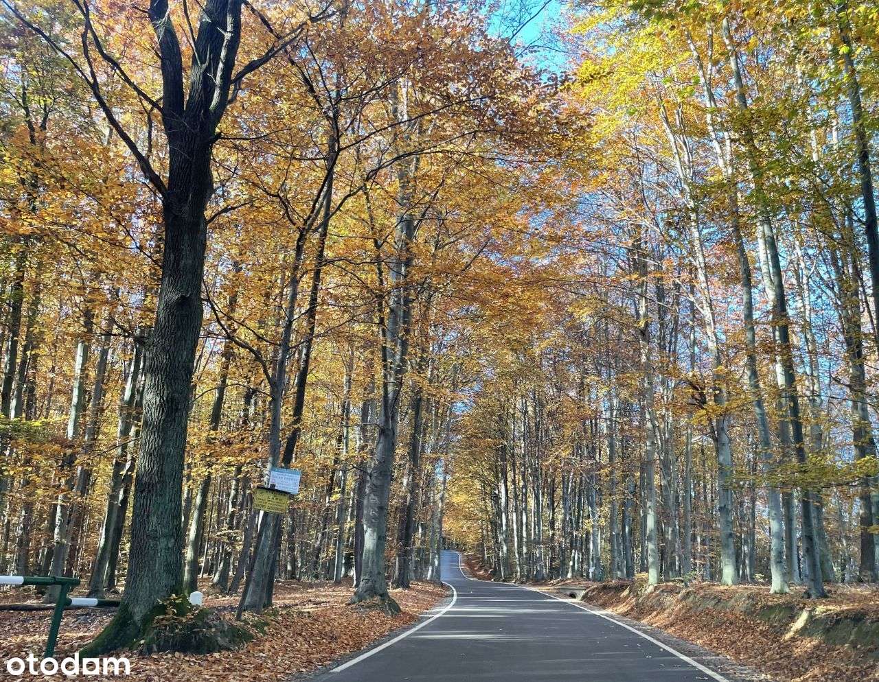 Działka o powierzchni 65 ar w otoczeniu lasu- Hucisko - Pełny obrazek: 4/4