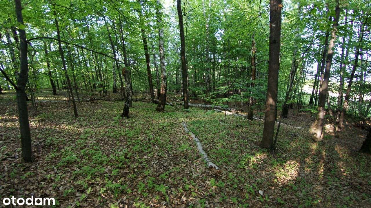 Rybnik - Malownicza działka leśna na sprzedaż-3
