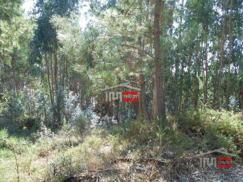 Terreno boa localização Ourem - Grande imagem: 5/6