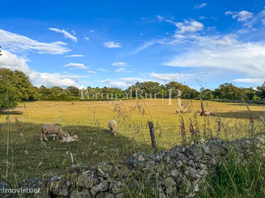 Quinta de 10 ha com projeto aprovado para 2 moradias em Marvão-47
