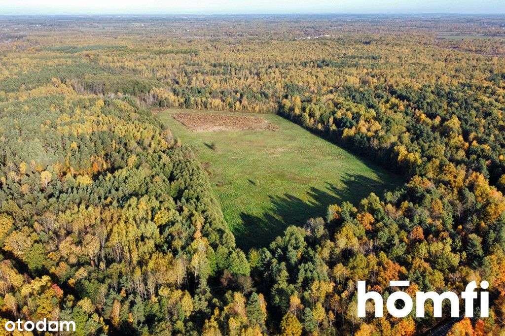 Działka w lesie z Warunkami Zabudowy. Ponad 13 ha - Pełny obrazek: 4/7