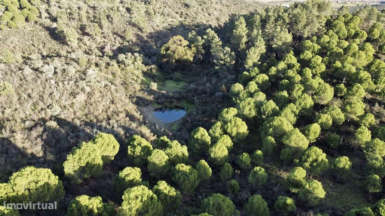 Herdade T5 Venda em Escalos de Baixo e Mata,Castelo Branco - Grande imagem: 5/31