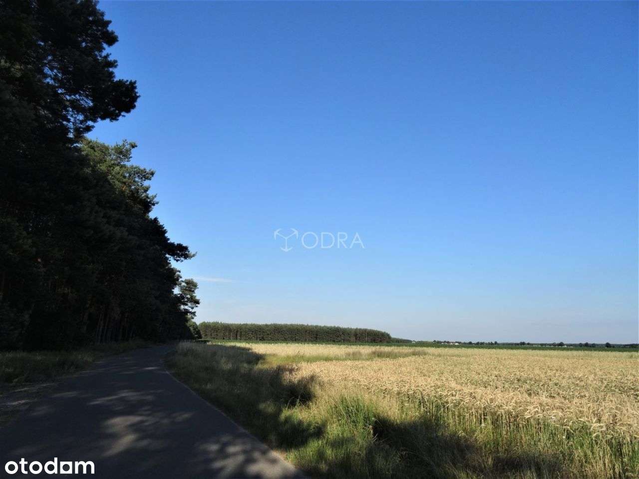 Działka, 21 156 m², Chwałowice - Pełny obrazek: 5/6