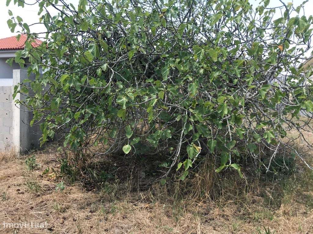 Terreno para construção junto á Ria - Gafanha da Nazaré - Grande imagem: 3/5