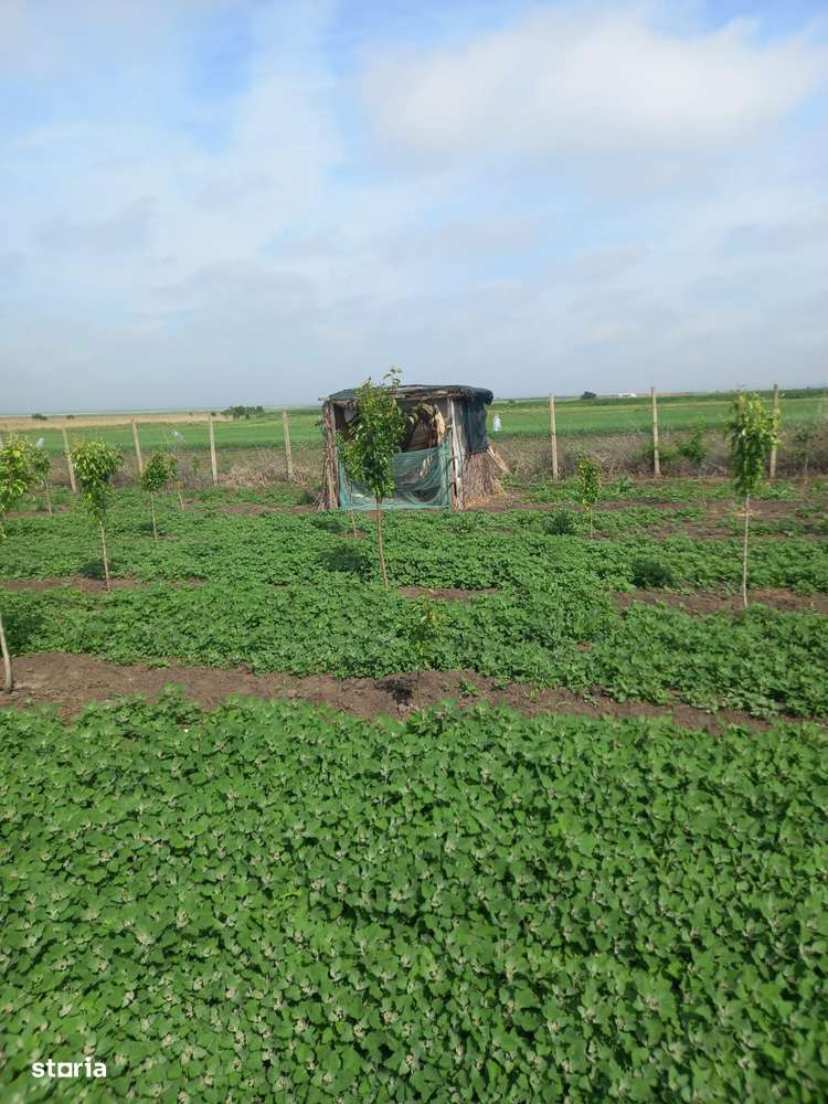 Casa baraneasca + 9300mp teren (livada) zona sat Ziduri jud. Buzau-15