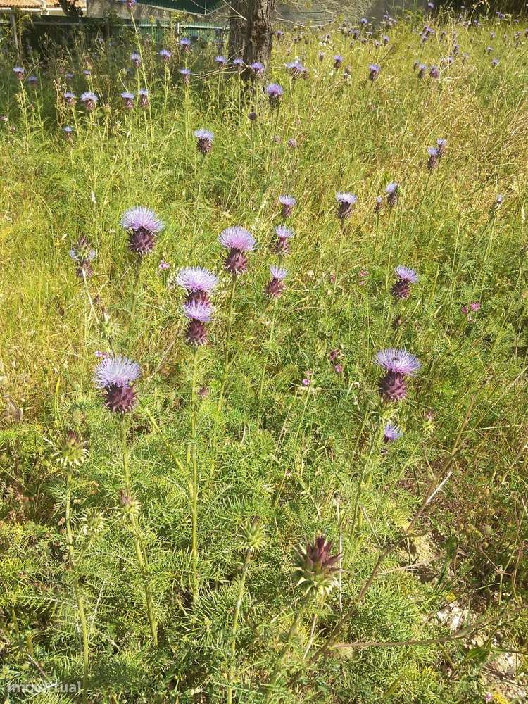 Lote de terreno com 594m , na Urbanização da Quintinha, Cotovia, Sesim - Grande imagem: 5/12