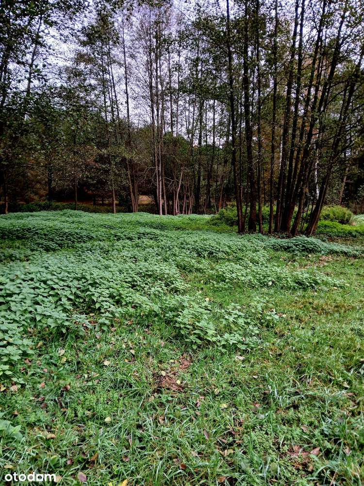 Działka rekreacyjna 2881 m² w otoczeniu natury - Pełny obrazek: 4/9