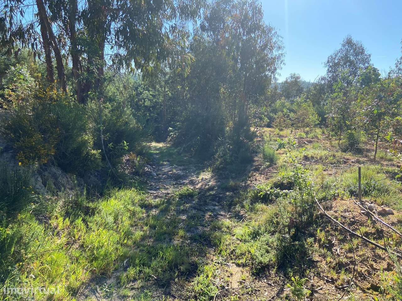 Terreno, Viseu, Tondela, Tonda-9