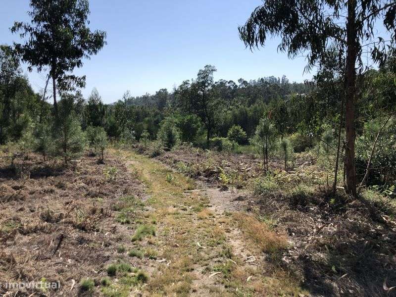 Venda Terreno rústico com mais de 2600 m2- Terra Feita Sao pedro d’arc - Grande imagem: 4/8