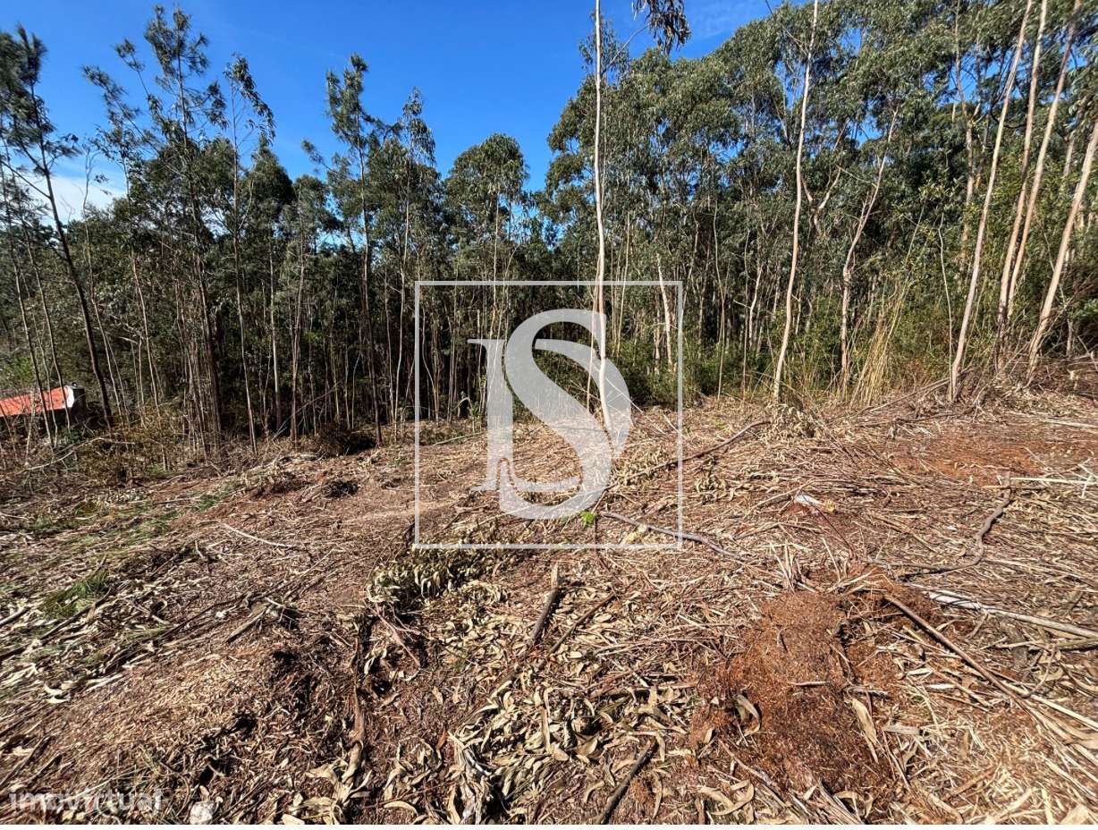 Terreno em Afife com vista mar - Grande imagem: 4/6