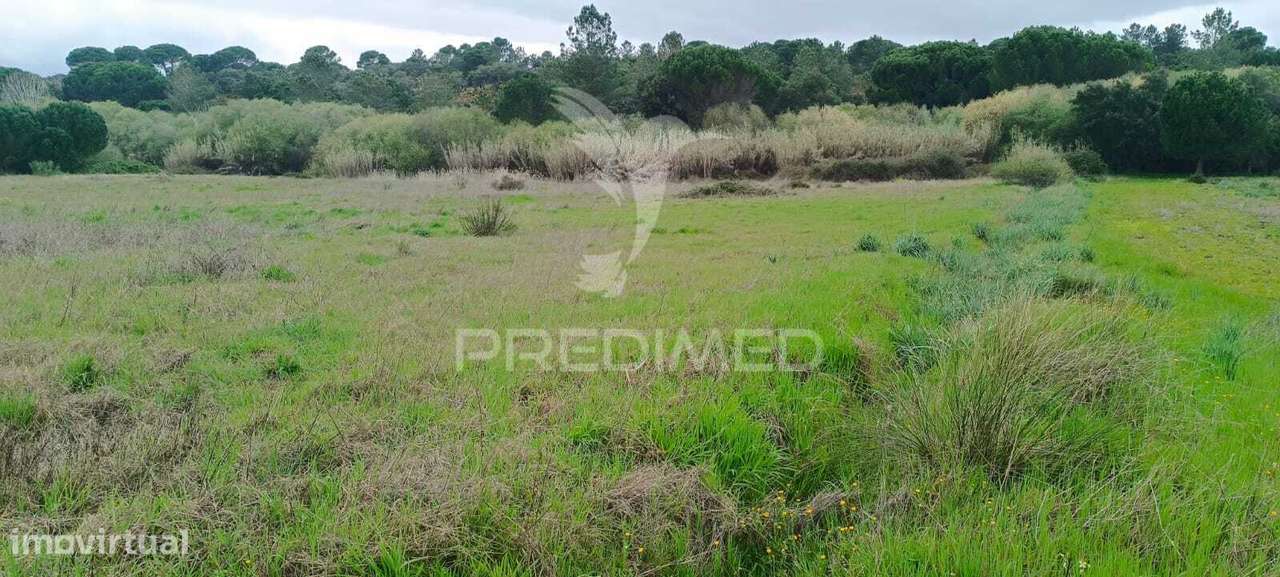 Terreno rustico (1,6 ha) junto à Mata de Cabeção– Excelente Oportun... - Grande imagem: 2/5