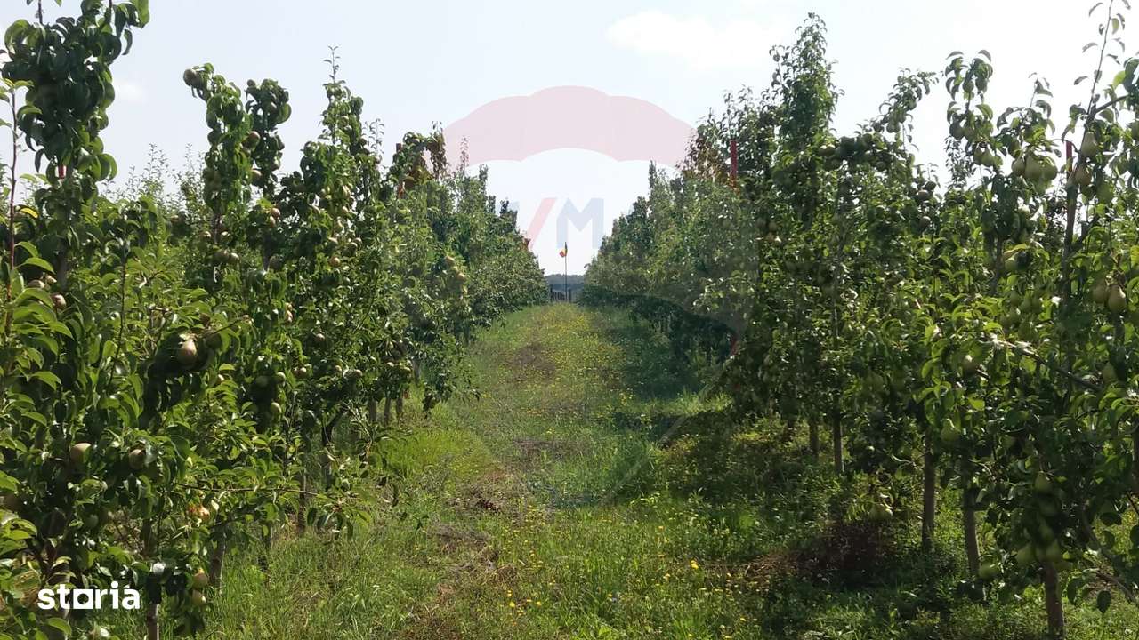 Vanzare teren Livada - Ferma Arges - Izbasesti / DN 142 langa Pitesti - Imagine principală: 4/13