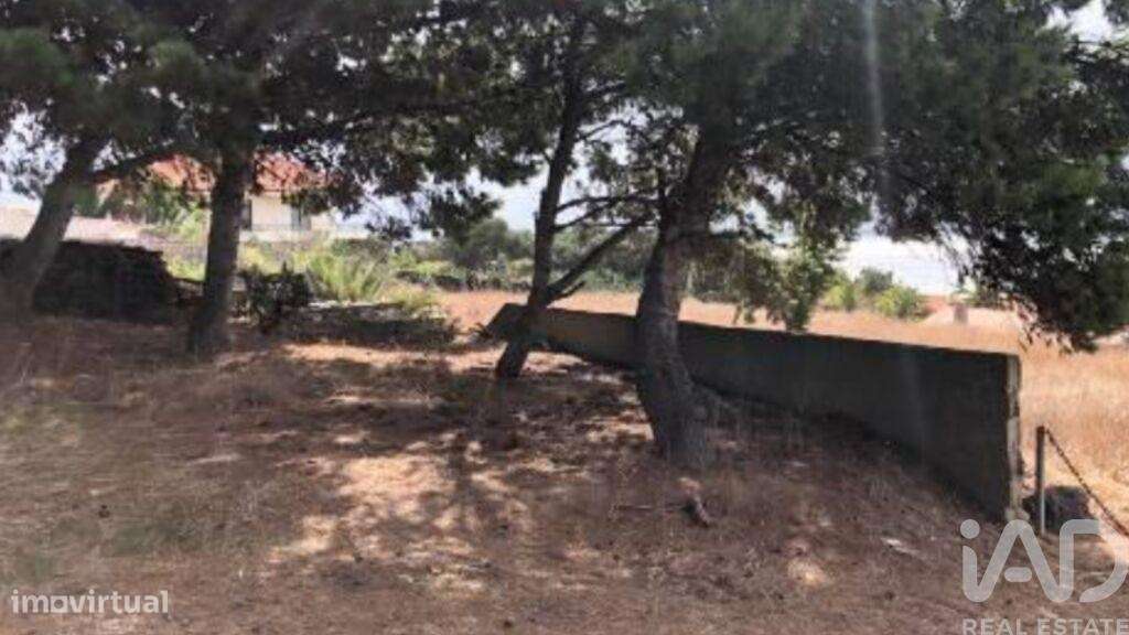 Prédio T5 em Porto Santo de 4766,00 m2 - Grande imagem: 5/15