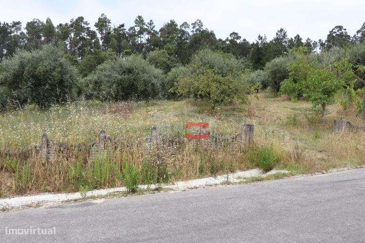 Terreno com oliveiras - Grande imagem: 3/12