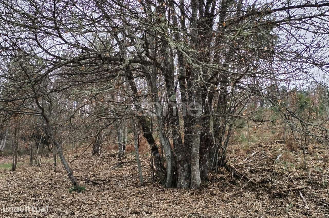 Terreno agricola e florestal.-16