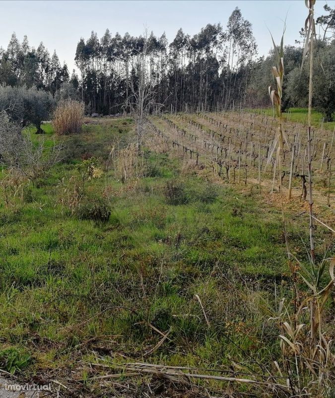 Terreno  para venda