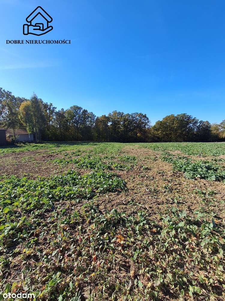 Działka budowlana z lasem i łąką. 8254m2!!! - Pełny obrazek: 4/5