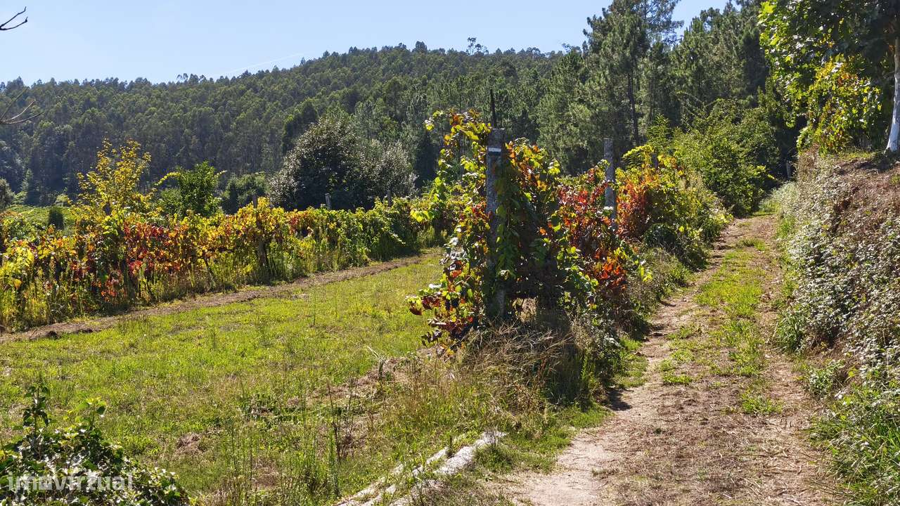 Terreno em Dornelas; Amares-11