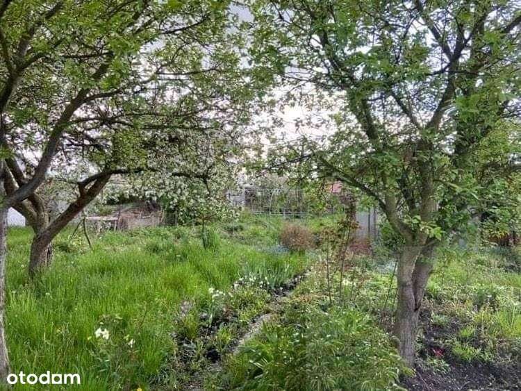 Dąbie- Działka rekreacyjna Rod Nad Jeziorem - Pełny obrazek: 2/8