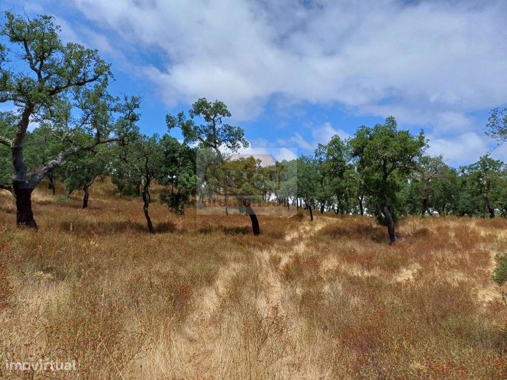 Terreno com 21 hectares - serra e turismo perto das praias - Grande imagem: 2/11