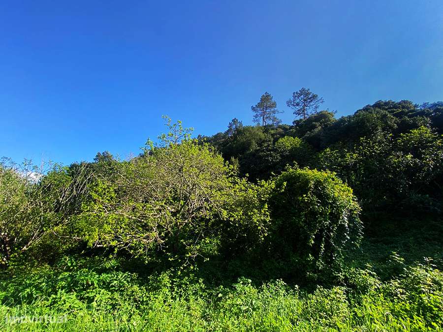 Pequena moradia T2, encantadora, autêntica, entre Óbidos e Bombarral-28