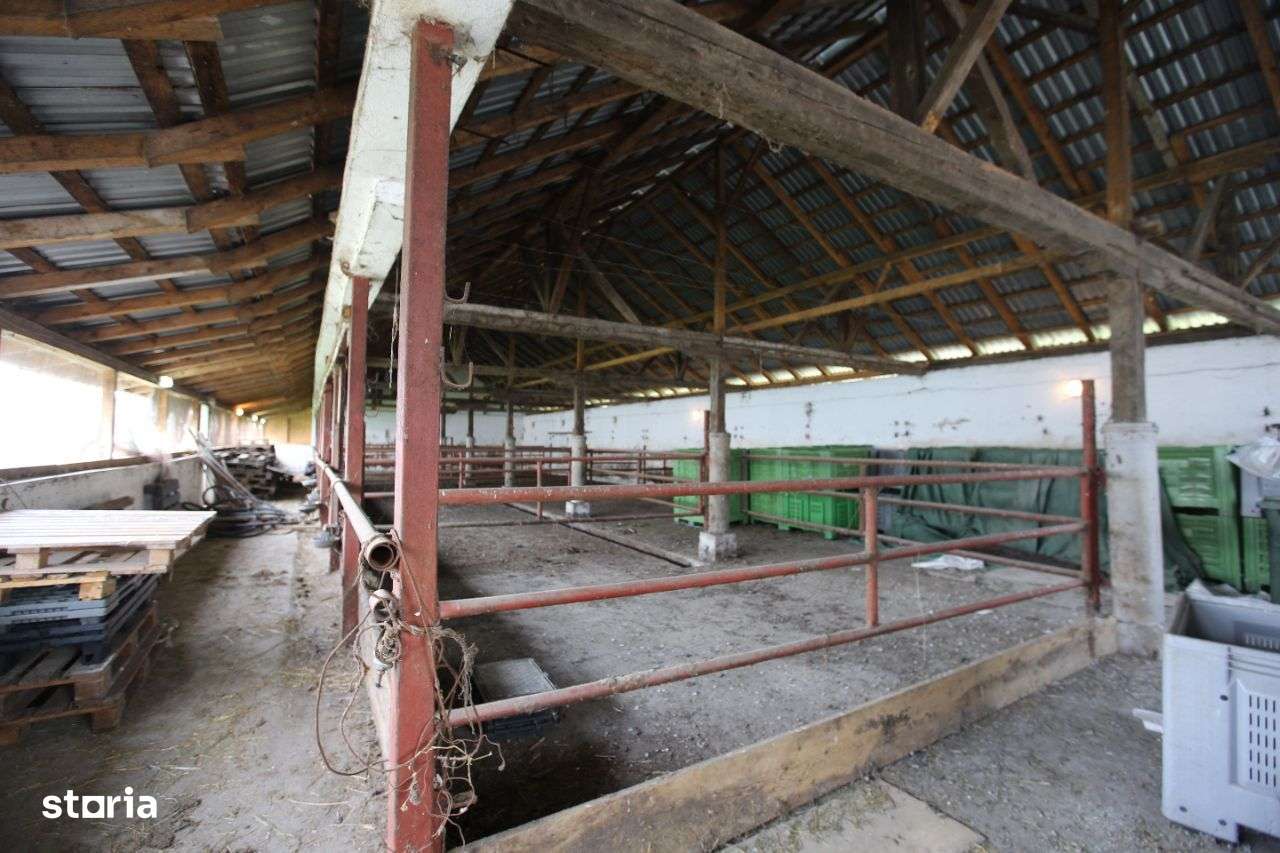 Abator complet functional cu grajduri pentru animale in Bod Colonie-12