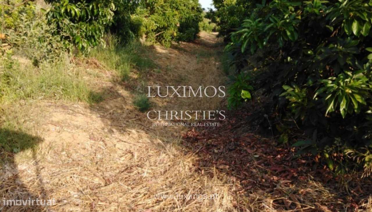 Quinta com pomar e ruína, Luz de Tavira, Algarve - Grande imagem: 4/14