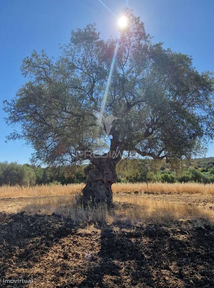 Propriedade -Terreno Rustico  em Vale dos Picos - Grande imagem: 2/4
