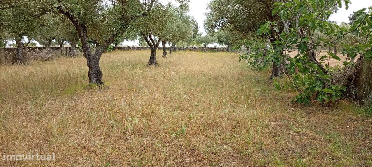 Terreno 4250m2 ,Lentiscais, Castelo Branco - Grande imagem: 3/6