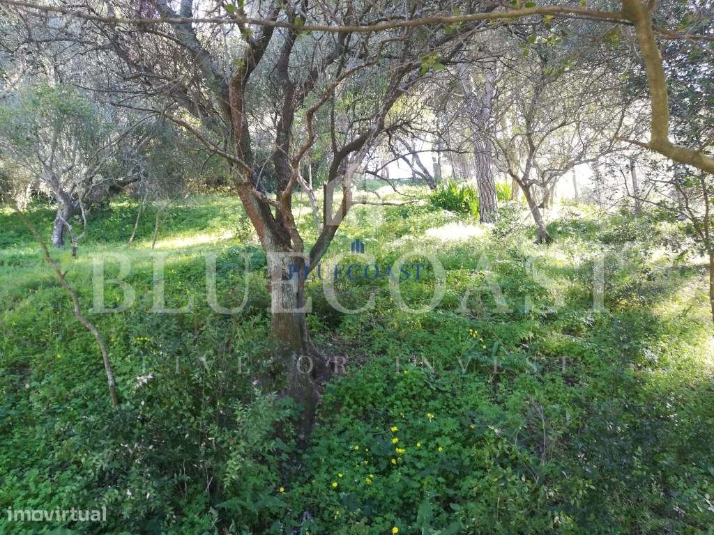 Terreno na Serra da Arrábida vista Lisboa com Viabilidade de Constr... - Grande imagem: 4/10