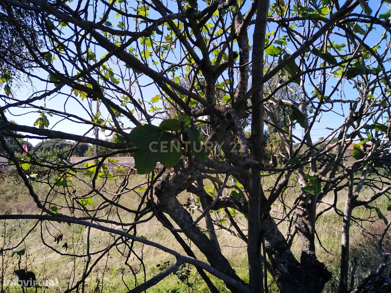 Tereno em Alcains, Castelo Branco - Grande imagem: 2/8