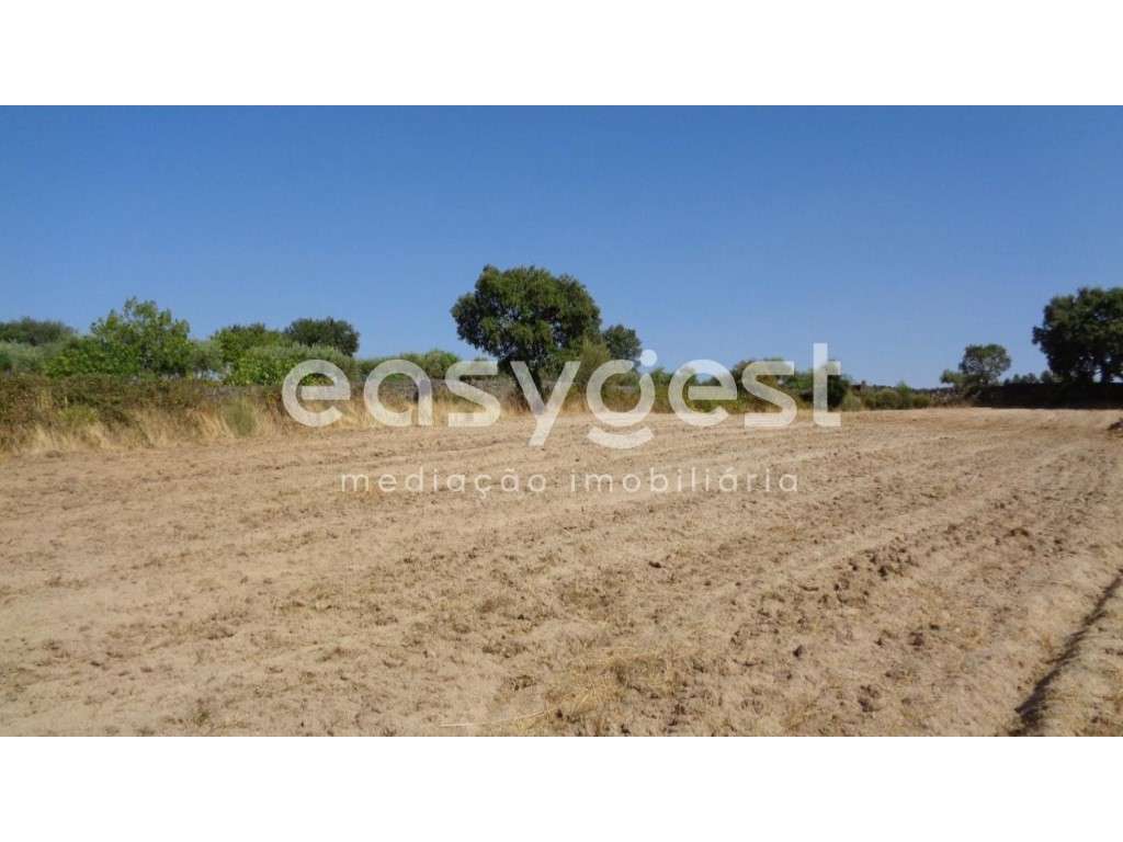 Terreno rustico situado em São Miguel de Acha, Idanha-a-Nova - Grande imagem: 3/39