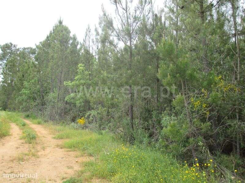 Terreno / Fundão, Enxames - Grande imagem: 1/6