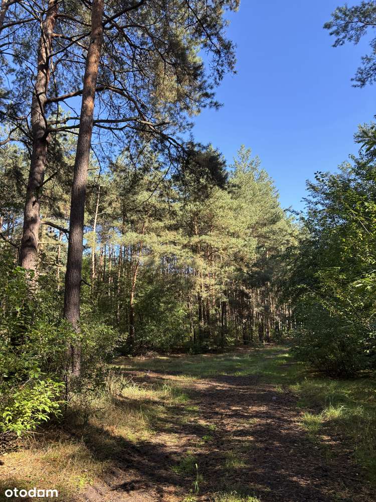 Działka leśna 2,35 ha, Kaszczor, pow. wolsztyński-15